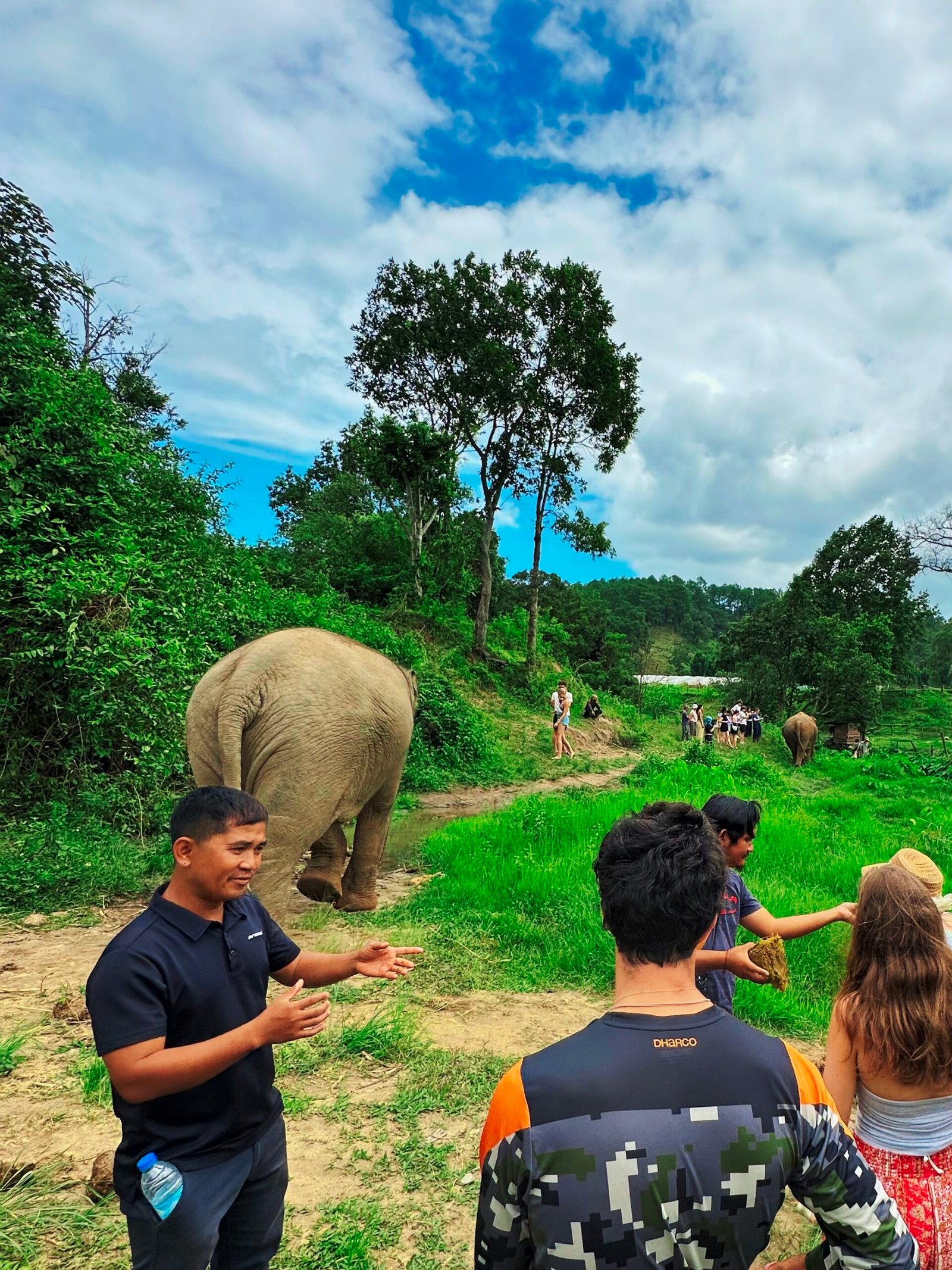 observing the elephants. Freedom of elephants